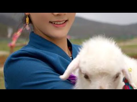 那个抱着小羊和游客拍照的藏族姑娘茨姆，如今过的怎么样了 #最棒的体验 #京东国补 #茨姆