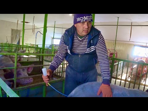 ВНУТРИМАТОЧНОЕ ОСЕМЕНЕНИЯ СВИНОМАТКИ  ЭФЕКТ 100 %