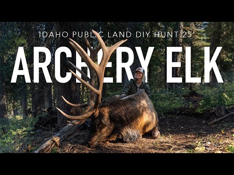 Solo Public Land Archery Elk Hunt | 340" BULL ELK
