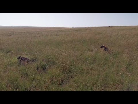 Hyena chases buffalo calf into lions