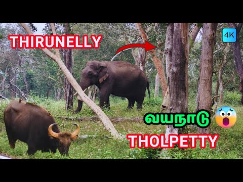 🔥Wayanad Wildlife 👉"திருநெல்லி to தொல்பெட்டி"😳 - அடர்ந்த மற்றும் ஆபத்தான காடுகள் வழியே ஒரு பயணம்🔥🔥
