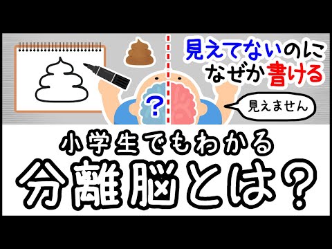 【右脳と左脳を切断】小学生でもわかる・分離脳とは何か？【科学・ざっくり解説】
