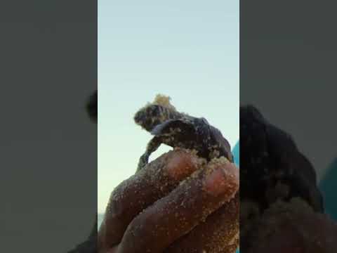 Sólo 2 llegan a la edad adulta 🐢#shorts