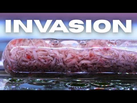 I trapped HUNDREDS of planaria in one night using a simple trap