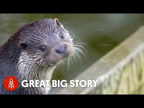 Saving Orphaned Otters One Step at a Time