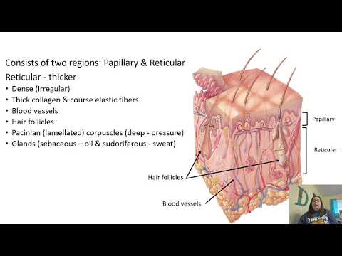 Integumentary System