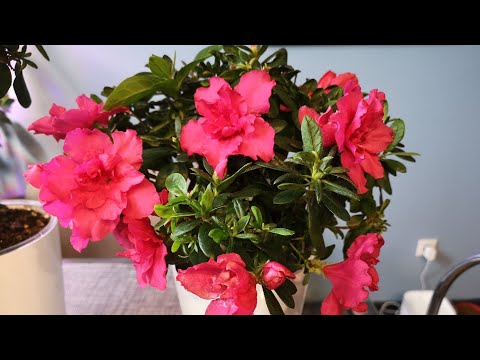 АЗАЛИЯ. Домашний уход. Условия содержания.