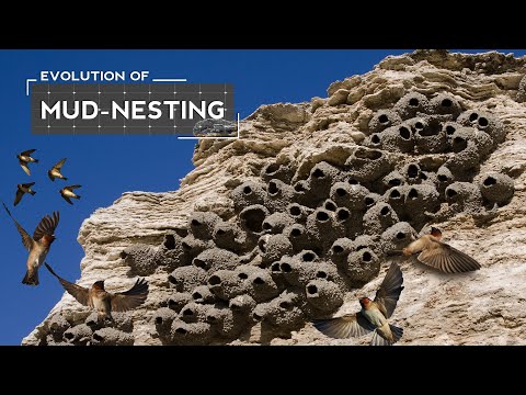How Swallows Adapted to Build Mud Nests