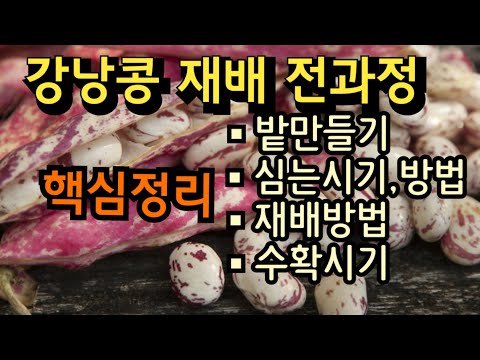 [25-1]강낭콩 재배 전과정 핵심정리, 이 영상 하나면 됩니다