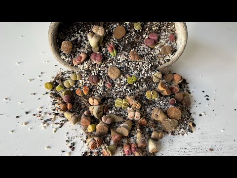 Литопсы/ Lithops. Достаю драгоценные камни из шкатулки 18.05.24
