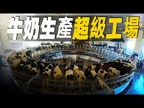 走進世界最大乳牛農場和牛奶加工超級工廠，從擠奶技術到乳製品加工過程，一窺美味牛奶背後的秘密 #大脑洞记事