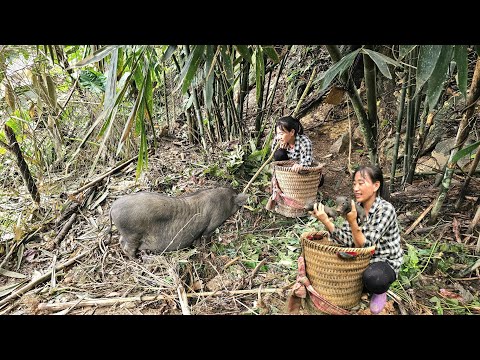 farm pigs give birth to triplets / ban thi diet