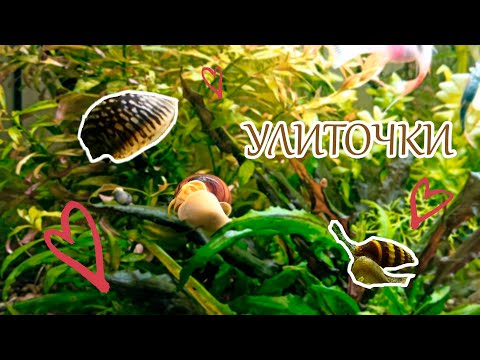 Аквариумные улитки. Помощники в аквариуме. Уничтожить или завести? Делюсь своим опытом.