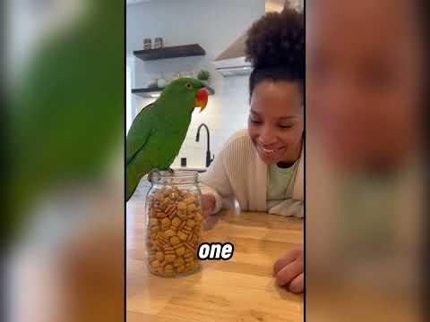 This Talking Parrot Roasts the Police Officers 😂 | Funny Parrot Video