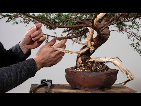How to Make a Juniper Bonsai