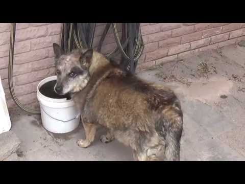 Capacitors in Audio Circuits:  Part 1