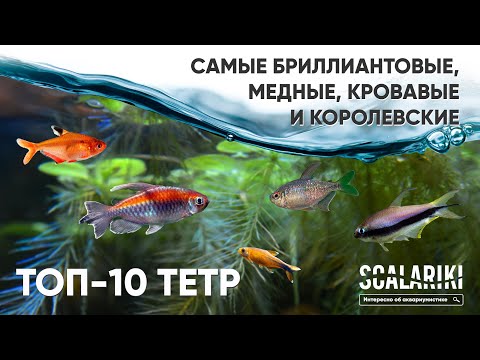 The Most Popular Aquarium Fish: Top 10 Tetras