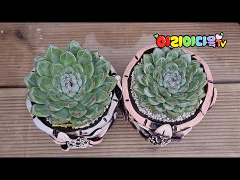 Give them love and attention💕💕 #succulent #succulent #multi-flesh plants #Korean succulent plants...