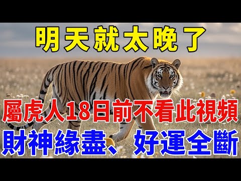 屬虎人注意！明天就太晚了！12月18日前不看此視頻，財神緣盡、好運全斷！【佛緣生肖】#生肖 #命理 #運勢 #屬相 #風水#生肖虎 #屬虎