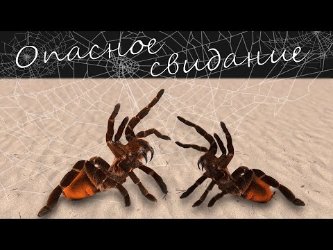 Опасное свидание. Кто останется в живых? Размножение пауков птицеедов Brachypelma vagans.
