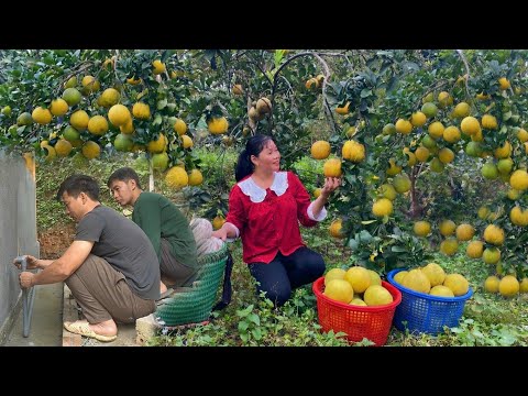 DAU & PHIN install water pipes, TU harvests grapefruit for sale