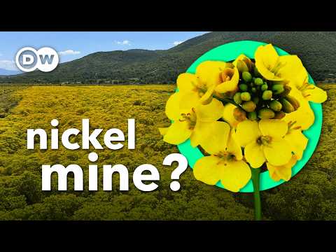 Can this nickel-eating plant help solve the battery crisis?