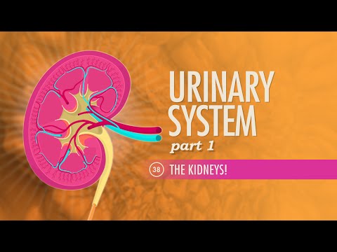 Urinary System, Part 1: Crash Course Anatomy & Physiology #38