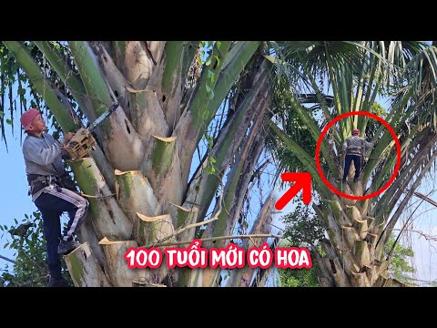 Độc lạ !!! Vua Khỉ cưa hạ gốc cây Buông, Loài cây sẽ C.H.Ế.T đi sau khi ra hoa.