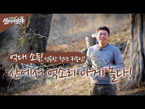 (강원 홍천) 칡캐고 수액받고, 산에서 노는 '산사람 유튜버 이정호' 씨 (시즌3)