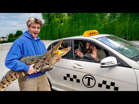 I'M RIDING IN A TAXI WITH EXOTIC ANIMALS! **CROCODILE**