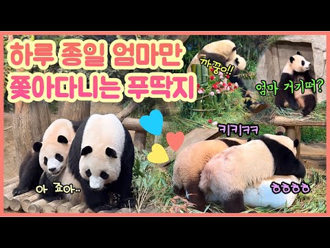 [ep.117] 어떻게 된게 갈수록 엄마만 졸졸졸! 무조건 엄마 옆에 꼭붙어있으려고 하는 푸바오💕/ 아이바오도 그런 푸바오가 예뻐서 쓰담쓰담✨/ 에버랜드 판다월드