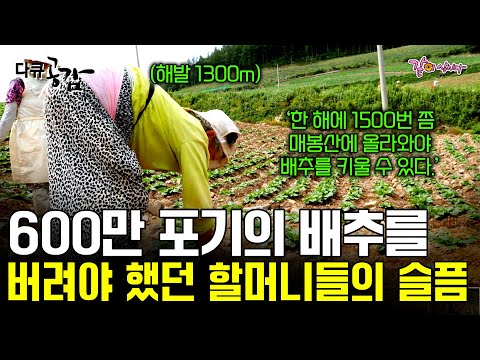 [다큐공감] 해발고도 1300미터에서 90도로 굽은 허리, 40도가 넘는 경사진 밭의 고랑 사이를 누비는 할머니들의 노고ㅣKBS 2017.10.21