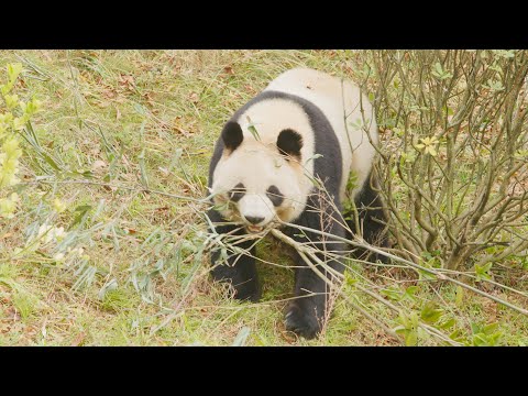 成都大熊猫繁育研究基地的众多大熊猫齐亮相，憨态可掬，讨人喜爱，让你一次看个够！