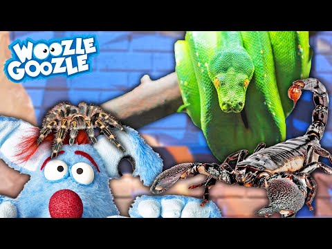 Alles, was du über giftige, große und gefährliche Tiere wissen musst! l WOOZLE GOOZLE