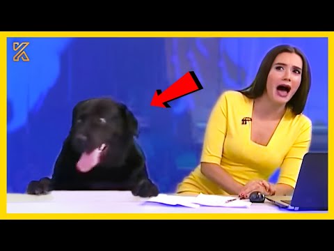 📺🐾Funniest Animals News Bloopers Of All Time🤣