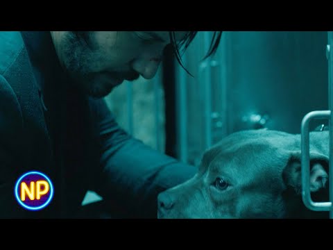 John Gets a New Dog | John Wick