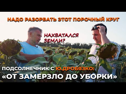Меньше двух тонн подсолнечника не получал даже в Крыму. Технология выращивания от Ю. Дробязко