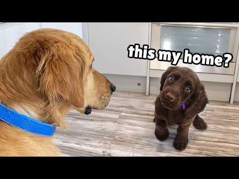 Golden Retriever Meets the Most Adorable Puppy and Helps Find Forever Home
