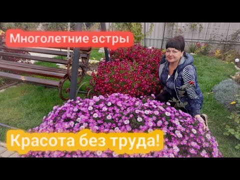 Многолетние астры - красота без труда!