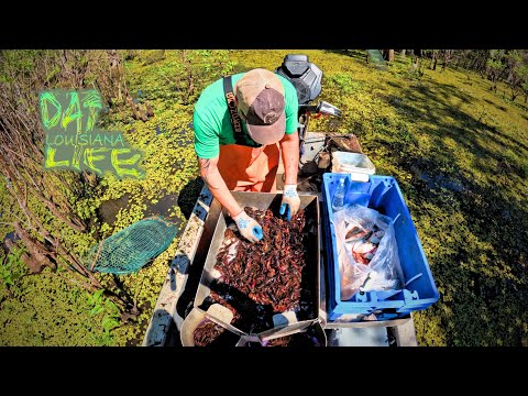 LOUISIANA Wild Caught Crawfish - (Catch and Cook)