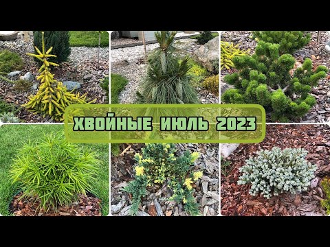 ХВОЙНЫЕ В ИЮЛЕ 2023 | БОЛЕЕ 40 СОРТОВ ЗА 8 МИНУТ | ПОДМОСКОВЬЕ 4 ЗОНА