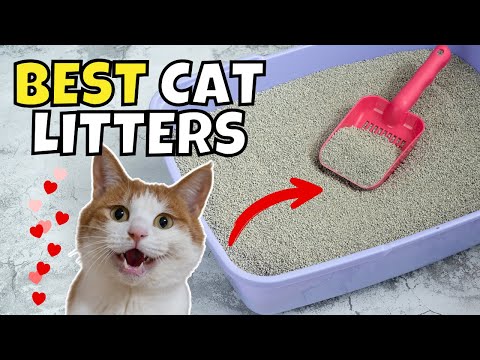 The Best Cat Litters of 2025, According to Experts