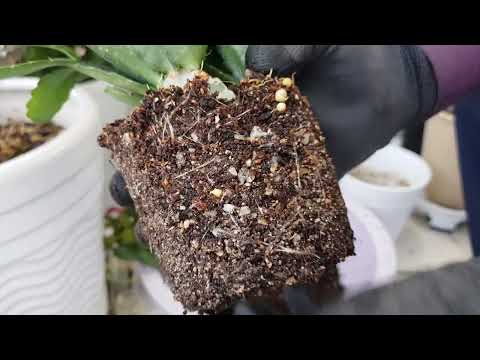 원종게발선인장 100% 과습 없게 분갈이 하는 요령과 꿀팁