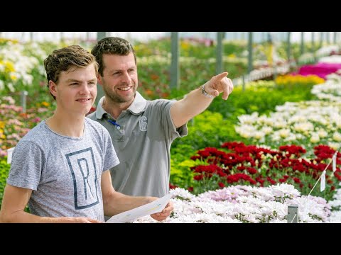 Maak kennis met Dekker Chrysanten