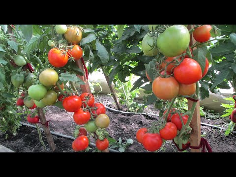 Томаты - новинки 2022 года. Томат Сердцеедка покорил мое сердце! Обзор томата Сердцеедка в теплице.