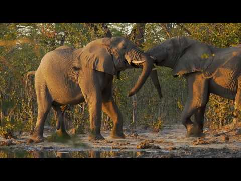 Water’s Trials and Coastal Wonders: South Africa Wildlife