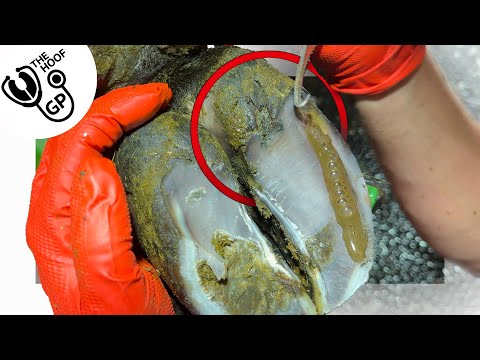 a SQUIRT of BUBBLES ... & a very STUBBORN BULL!!!!!