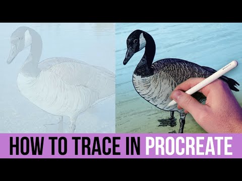How to Trace in Procreate - Digital Art Tutorial for Beginners