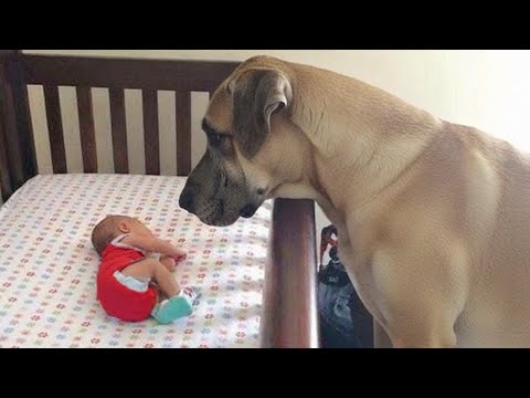 Big Dogs Prove They’re Truly the Best Babysitters🐶👶❤️ Dogs and Babies