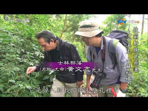 【MIT台灣誌 #495】披荊斬棘覓飛瀑~大安溪上 山蘇祕境_1080p